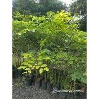 ราคา ต้นประดู่อังสนา ต้นขนาด 1.3-1.5 เมตร (15562822159)