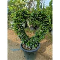 ราคา ต้นชาดัดรูปหัวใจ จำกัดครั้งละ1ต้น (42873337734)