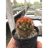 ราคา แมมมิลาเลีย คาร์มิเน่ หนามแดง Mammillaria carnenae (12153919073)