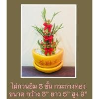 ราคา DDPLANTS ไผ่กวนอิม 3 ชั้น ต้นไม้มงคล เสริมการงาน การเงิน สิริมงคล (2458147811)