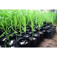 ราคา ต้นพันธุ์อ้อยสุพรรณบุรี 50 อ้อยดำมงคล อ้อยสิงคโปร์ อ้อยสุพรรณบุรี 72 (3079054911)