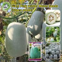ราคา เมล็ดพันธุ์ฟักหอม Giant Pink Skin Winter Melon Seeds Wax Gourd Seed Organic Vegetable Seeds เมล็ดพันธุ์ฟักหอมหรือฟักป้อม (24043318687)