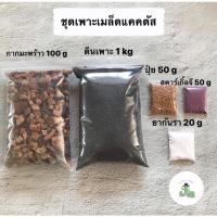 ราคา A Little ชุดเพาะเมล็ดแคคตัส (15834210594)