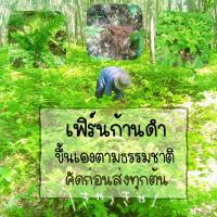 ราคา เฟิร์นก้านดำ ใบเฟิร์น เลี้ยงปลา ไม้ประดับ (8055992612)