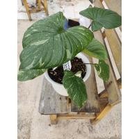 ราคา เสน่ห์จันทร์ประกายดาว (8885648421)