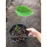 ราคา บอนนาด่าง(บอนนาบ้าน)ไม่ใช่บอนนาญี่ปุ่นนะคะ กระถาง5 นิ้ว (10247079839)