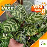 ราคา คล้าเเววมยุรา คาลาเทีย Calathea ไม้มงคล ค้าขายร่ำรวย ไม้ฟอกอากาศ กระถางขนาด 6 นิ้ว (10093577147)