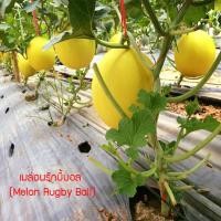 ราคา เมล็ดพันธุ์ เมล่อนรักบี้บอล (Melon Rugby Ball) 35 เมล็ด ปลูกง่าย ปลูกได้ทั่วไทย (3957608068)