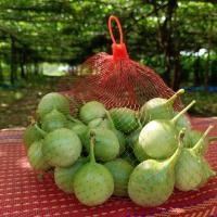 ราคา ลูกผักสาบ ผักสาบหรือผักอีนูนปลูกแบบอินทรีย์เก็บสดๆทุกวันไม่ใช้สารเคมี (29435126421)