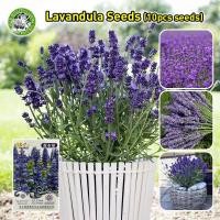 ราคา เมล็ดพันธุ์ ลาเวนเดอร์ อังกฤษ Fragrant Perfume Lavender Flower Seeds Bonsai Flowering Plants ดอกลาเวนเดอร์ เมล็ดดอกไม้ (26081361103)