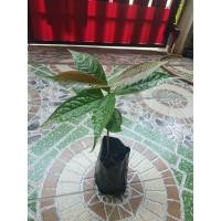 ราคา ต้นกล้าชมพู่มะเหมี่ยว มะเหมี่ยวแดง ต้นเพาะเมล็ด ชมพู่ (8621962832)