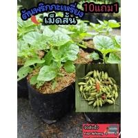 ราคา ต้นพริกกะเหรี่ยงเม็ดสั้น ผักสวนครัว พริกจินดา พริกขี้หนูสวน พริกกระเหรียง ผักสมุนไพรไทย น้ำพริก ต้นกล้า เมล็ดพันธุ์ไม้ (26404890310)