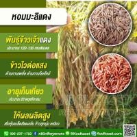 ราคา เมล็ดพันธุ์​ข้าว​ ข้าวเจ้า หอมมะลิแดง หอมแดง ไวแสง หอม เหนียวนุ่ม สารต้านอนุมูลอิสระสูง 20 กก. คูลเกษตร ไรซ์ KR63 (25375721272)