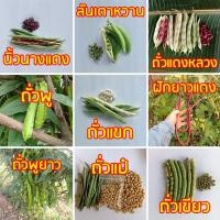 ราคา เมล็ดพันธุ์ถั่วแดง ถั่วเขียว ถั่วแขก ถั่วลันเตาหวาน ถั่วนิ้วนางแดง ถั่วแป๋ เมล็ดถั่วพู ถั่วพูยาว ถั่วฝักยาวสีแดง เมล็ด (26628517909)