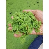 ราคา แหนแดง ไมโครฟิลลา กรมวิชาการเกษตร​ แหนแดงพืชสารพัดประโยชน์ (27381863814)