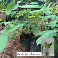 ราคา หางไหลแดง ต้นพันธุ์พร้อมปลูก 1 ต้น (24870528855)