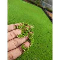 ราคา แหนแดง พันธุ์แหนแดงพร้อมส่ง1 กก. (9105774744)