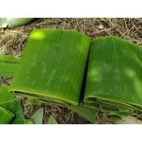 ราคา ใบตองจากธรรมชาติ 1ชุดมี 3 กิโลกรัม, สดสะอาด,ปลอดสารพิษ,ใช้ห่ออาหาร งานประดิษฐ์ต่างๆ (20395699597)