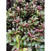 ราคา ต้นหมากผู้หมากเมียเพชรชมพูแคระ (26011087221)