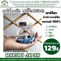 ราคา ไม้น้ำ พืชน้ำ มาริโมะ สายพันธุ์ญี่ปุ่น marimo เซ็ทพร้อมขวด #C มีสินค้าพร้อมส่ง (8530696271)