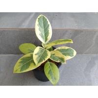 ราคา ต้นยางอินเดียด่าง (เขียว-เหลือง) ส่งพร้อมกระถาง 6 นิ้ว (11155115461)