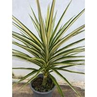 ราคา จันผาด่างเหลืองอัฟริกา Yucca ฟอร์มสวย (21770343374)