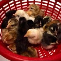 ราคา ไข่เชื้อ ไก่แจ้ คละสี (21459237072)