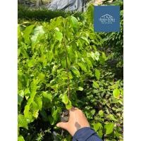 ราคา ต้นตะเคียนทอง รุ่นไม่แถมเจ้าแม่ สูง 15 cm ขึ้นไป (41153667966)