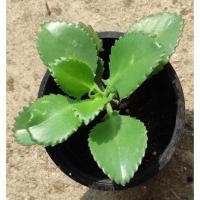 ราคา ต้นเศรษฐีพันล้าน กระถาง 5" (15440754344)