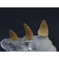 ราคา ฟอสซิล #โมซาซอรัส ส่วนฟัน Mosasaurus Beaugei (Teeth) (3365254567)