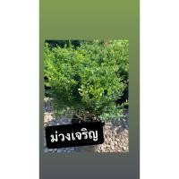 ราคา ต้นม่วงเจริญ หรือ หลินซาน (54751484390)