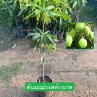 ราคา ต้นมะม่วง มะม่วง พันธุ์มะม่วงตลับนาค เสียบยอด รับประกันพันธุ์แท้ ให้ผลไวภายใน1ปี (27752715033)