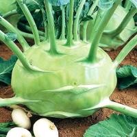ราคา เมล็ดพันธุ์โคราบี Green Kohlrabi กะหล่ำปมสีเขียว 90-200 เมล็ด (10 แถม 1) (40252869571)