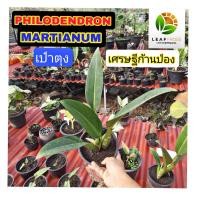 ราคา Philodendron Martianum เศรษฐีก้านป่อง เศรษฐีเป๋าตุง (11484631838)
