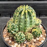 ราคา กระบองเพชรดาวล้อมเดือนแคคตัส (Echinopsis)ไม้ขนาดใหญ่ (26630613255)