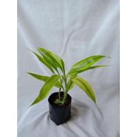 ราคา ต้นไผ่กวนอิมทอง Lucky bamboo ไม้มงคล (2ต้นต่อถุงเพาะชำ ต้นสูง20-30ซม.) (13162320441)