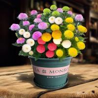 ราคา เมล็ดดอกเบญจมาศปิงปอง ดอกไม้ในกระถาง ง่ายต่อการปลูก สำหรับระเบียงในบ้าน ดอกไม้หลากสี เมล็ดดอกเบญจมาศปิงปอง (40063037895)