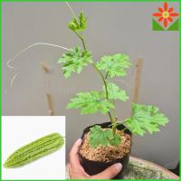 ราคา ต้นมะระจีน มะระจีน ส่งพร้อมถุงเพาะชำ ต้นมะระ ลูกใหญ่ (21894404333)