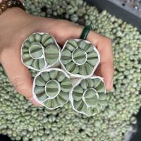 ราคา ❤️ เจ้ากบเขียว ชุดละ 49฿ Agyroderma (5974206508)