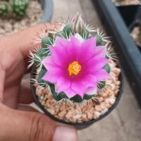ราคา 3 ต้น 100.- กระบองเพชร แมมชูแมน Mammillaria Schumannii (22770477799)