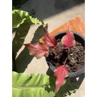 ราคา บอนโบราณบอนสีปลาบู่ทอง (13538197965)