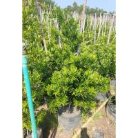 ราคา ต้นสนใบพาย 80 / 100 / 120 / 140cm (9418900558)