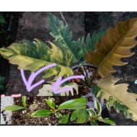 ราคา เนื้อเยื่อพิณนาคจากแม่พันธุ์ด่างแท้ ❗❗Philodendron Caramel Marble (พิณนาคแม่ด่าง) (11660650242)