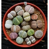 ราคา Lithops ไลทอป ลิทอป หินมีชีวิต ไลทอปคละสายพันธุ์ ไลทอปส่งทั้งกระถาง (6) (12452053871)