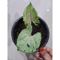 ราคา Syngonium Green splash กรีนสเปลส (9280122223)