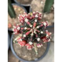 ราคา ไม้กราฟ ยิมโนด่าง “สยามไวโอเล็ต SIAM VIOLET”Gymnocalycium Cactus (ยิมโนคาไลเซียม แคคตัส) (11528430020)