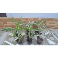 ราคา พลับพลึงด่างลายสวยๆงามๆ(กระถาง6นิ้ว) (14549798153)