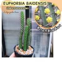 ราคา เจ้าต้นหนอนชาเขียว EUPHORBIA BAIOENSIS ไม้เลื้อย ดอกสีเหลือง (22107909560)