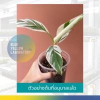 ราคา เนื้อเยื่อกล้วยฟลอริด้าจากแล็บ พร้อมส่ง ไม่ต้องจอง ฟลอริด้าแท้ 100% (Musa Florida Varigated) ด่างสวยต้นอวบใหญ่ สอนอนุบาล (2977387639)