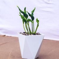 ราคา ต้นห่อเงินห่อทองด่าง หรือพลูห่อทรัพย์ด่าง (20555674953)